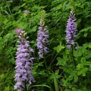 Dactylorhiza saccifera